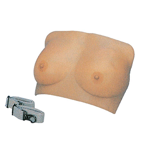 Breast Examination Model